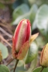 Bouton Passiflora miniata.