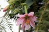 Passiflora tripartita. Fleur.