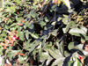 Passiflora vitifolia.
