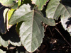 Passiflora vitifolia. Feuille