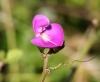 Canavalia rosea (Sw.) DC. Fleur.