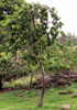 Pêcher Pêche Arbre frutier Prunus persica