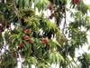 Pêcher Pêche Arbre frutier Prunus persica
