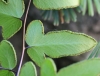 Pellaea viridis (Forssk.) Prantl.