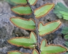 Pellaea viridis (Forssk.) Prantl.