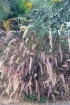 Pennisetum setaceum var. rubrum.