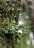 Peperomia elliptica, espèce endémique La Réunion et île Maurice