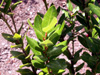 Agarista buxifolia flore indigène de La Réunion