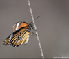 Petit monarque. Papillon de la Réunion