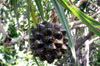 Fruit : Petit vacoa - Pandanus sylvestris Bory. Flore endémique de La Réunion.