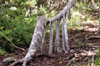 Tronc et racines : Petit vacoa - Pandanus sylvestris Bory. Flore endémique de La Réunion.