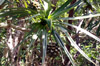 Feuilles : Petit vacoa - Pandanus sylvestris Bory. Flore endémique de La Réunion.