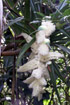 Fleur : Petit vacoa - Pandanus sylvestris Bory. Flore endémique de La Réunion.