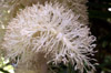 Petit vacoa - Pandanus sylvestris Bory. Flore endémique de La Réunion.
