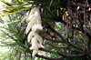 Inflorescence : Petit vacoa - Pandanus sylvestris Bory. Flore endémique de La Réunion.