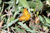 Phalanta phalanta aethiopica papillon La Réunion