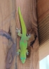 Phelsuma laticauda (Boettger, 1880), Gecko vert à trois tâches rouges, Gecko diurne poussière-d'or