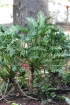 Philodendron bipinnatifidum Schott.