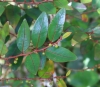 Phyllanthus phillyreifolius Poir.