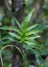 Phymatosorus scolopendria (Burm. f.) Pic. Serm.