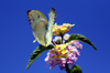 Catopsilia florella. Papillon de la Réunion