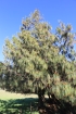Pinus patula Schltdl. et Cham.