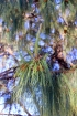 Pinus patula Schltdl. et Cham.