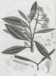 Pisonia lanceolata (Poir.) Choisy