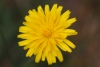 Taraxacum SP. Fleur de pissenlit