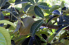 Fruit pistache arbuste. Pachira glabra Pasq.