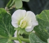 Pisum sativum L. Pois cultivé