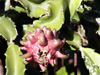 Hylocereus undatus, Pitahaya ou pitaya