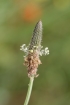 Plantago lanceolata. Plantain lancéolé