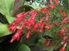 Russelia equisetiformis, Fleurs : Plante corail, fontaine de corail, coral plant, goutte de sang.