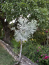 Plante crayon Euphorbia tirucalli