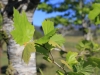 Platane à feuilles d'érable, Platanus x hispanica Mill. ex Münchh