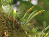 Pleopeltis macrocarpa (Bory ex Willd.) Kaulf.