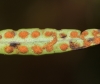 Pleopeltis macrocarpa. 