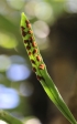 Pleopeltis macrocarpa. Fougère gros lentilles.