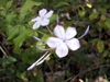 Fleurs : Plumbago du Cap ou Blue Dark - Plumbago auriculata