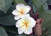 Plumeria. Frangipanier. Fleurs blanches.