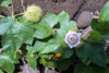 Poc-poc ou passiflore poc-poc. Passiflora foetida