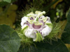 Fleur : Poc-poc ou passiflore poc-poc. Passiflora foetida