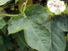 Poc-poc ou passiflore poc-poc. Passiflora foetida