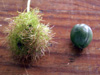 Fruit : Poc-poc ou passiflore poc-poc. Passiflora foetida