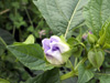 Fleur : Poc poc fleur bleue Nicandra physalodes ou Nicandre faux-coqueret