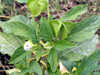 Poc poc fleur bleue Nicandra physalodes ou Nicandre faux-coqueret