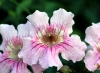 Fleur Podranea ricasoliana. Bignone rose. Liane orchidée.
