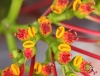 Euphorbia pulcherrima. Poinsettia, Étoile de noël