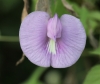 Centrosema virginianum (L.) Benth.